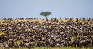 masai mara safari banner