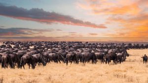 3 Days Serengeti Safari