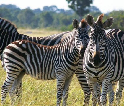 zambia safaris 3 days