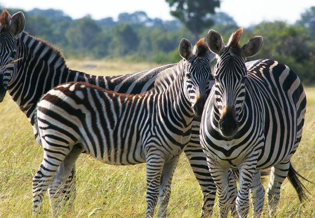 zambia safaris 3 days