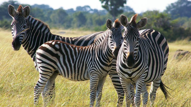 zambia safaris 3 days