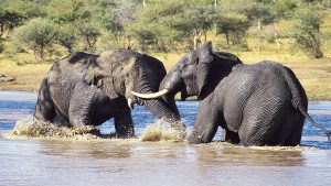 4 days Tanzania safari