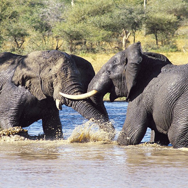 4 days Tanzania safari