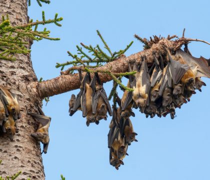 Kasanka safaris