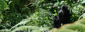 Rwanda gorilla tours akagera
