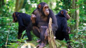 rwanda chimpanzee safari nyungwe