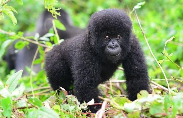 gorilla trekking tours