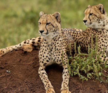 Kafue Safari