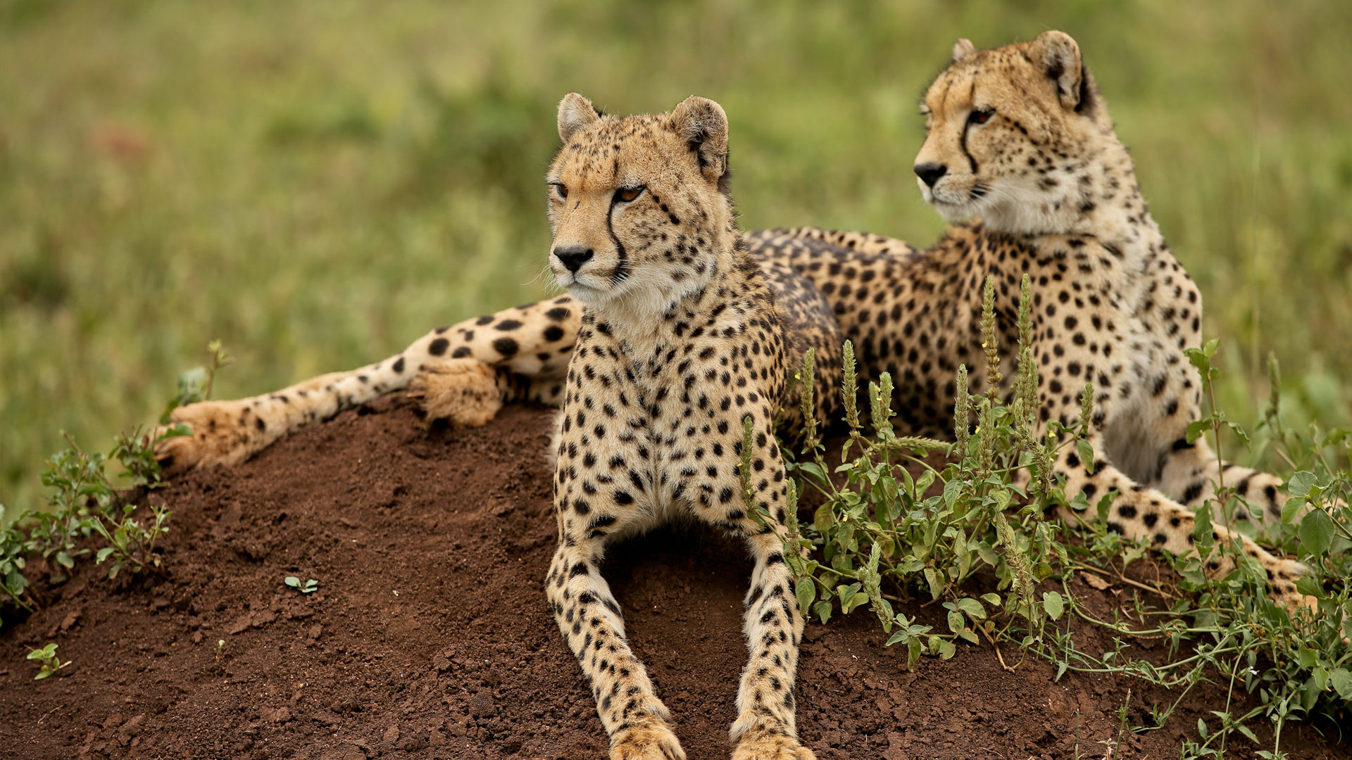 Kafue Safari