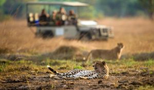 kafue safari