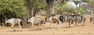 3 days Zambia Safari