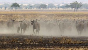 6 days tanzania safari