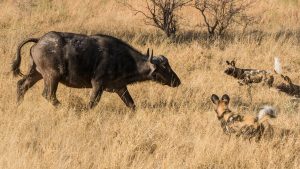 7 Days Zambia Safaris