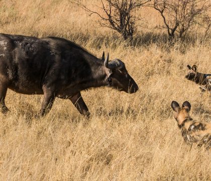 7 Days Zambia Safaris