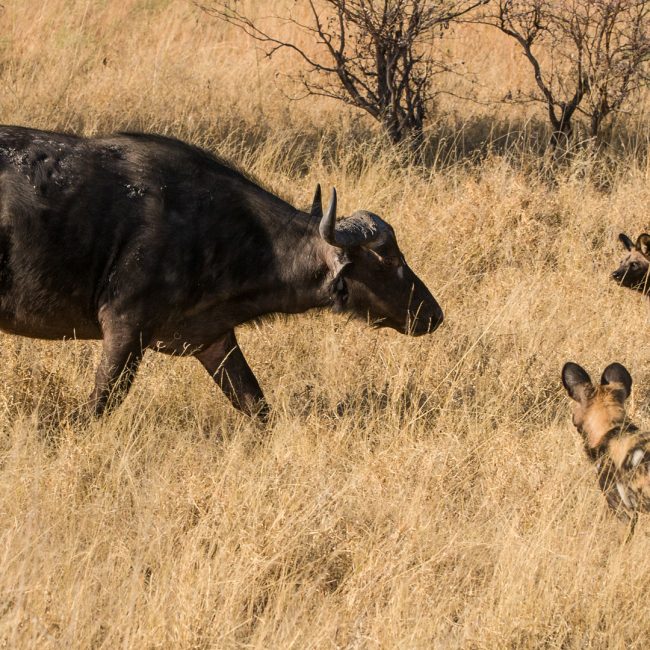 7 Days Zambia Safaris