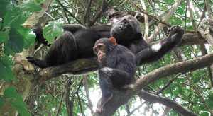 nyungwe forest