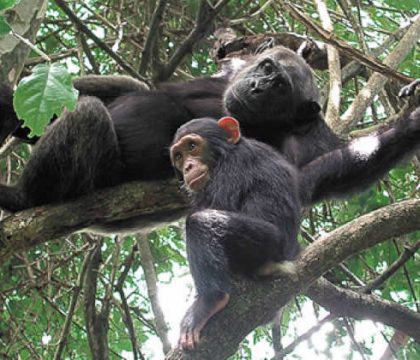 nyungwe forest