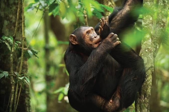 Rwanda Chimpanzee Safari Nyungwe