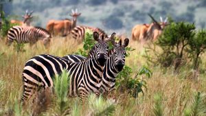 Akagera Safaris