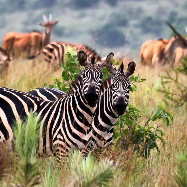 Akagera Safaris