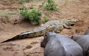 Selous game Reserve