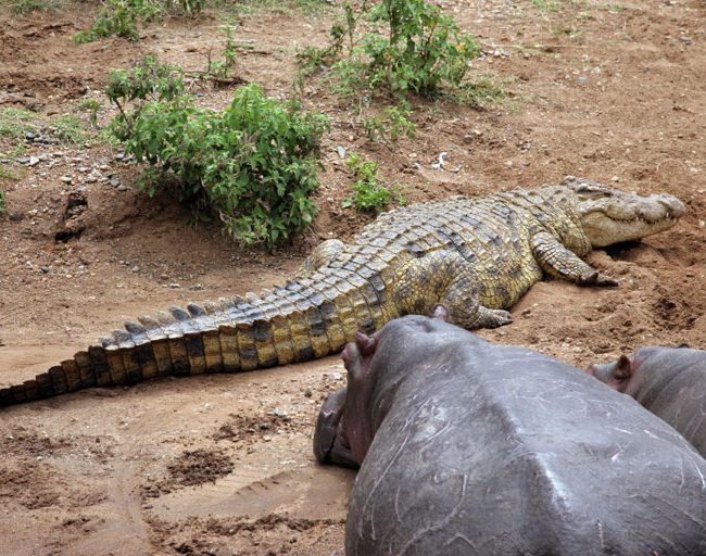 Selous game Reserve