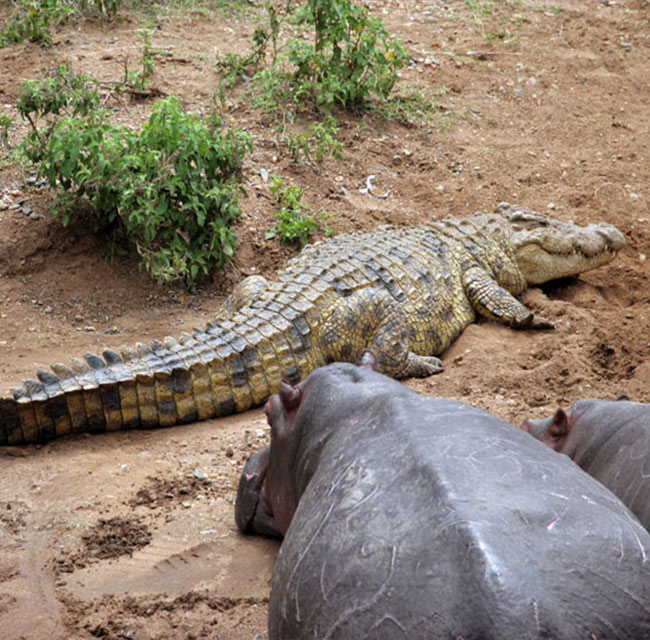 selous safaris