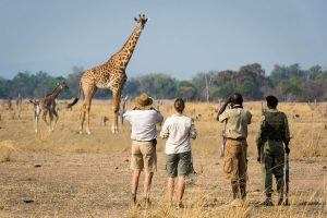 South lwangwa Zambia Safari