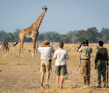 South lwangwa Zambia Safari