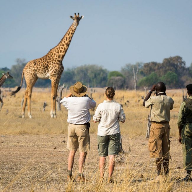 South lwangwa Zambia Safari