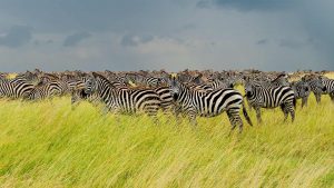 Tanzania luxury safaris