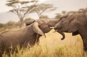 Tanzania Luxury safari