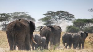 3 days Tanzania safari