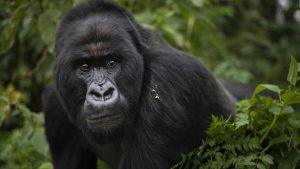 rwanda tours gorilla