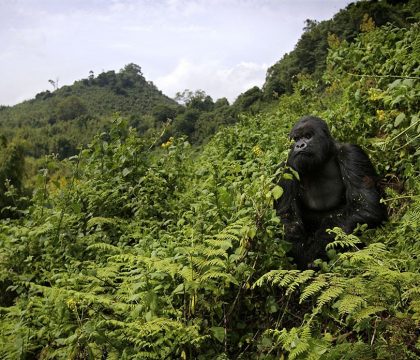 volcanoes national park rwanda