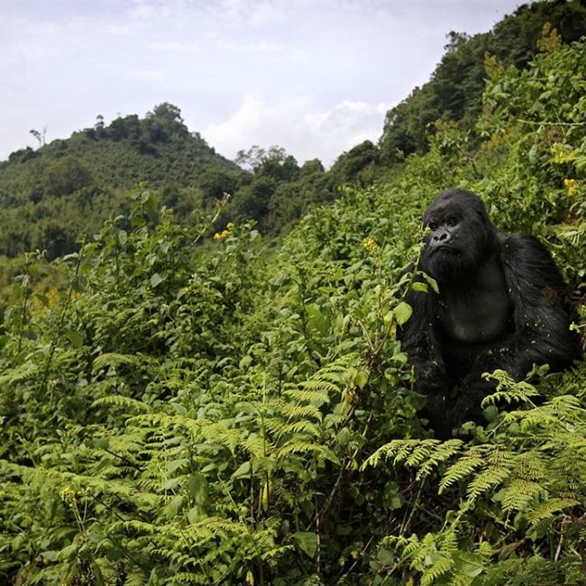 volcanoes national park rwanda