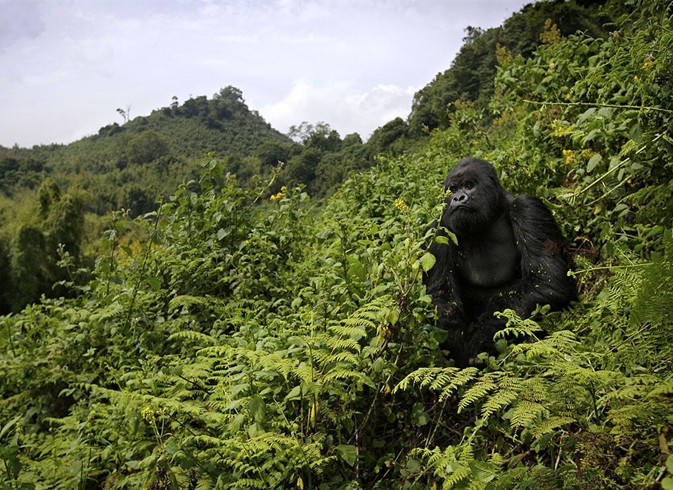 volcanoes national park rwanda