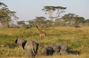 Zambia Tanzania safaris