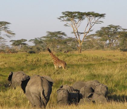 Zambia Tanzania safaris