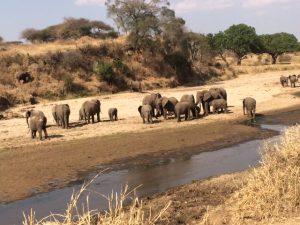 Tarangire national park