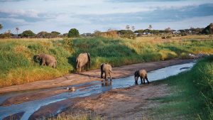 Tarangire national park