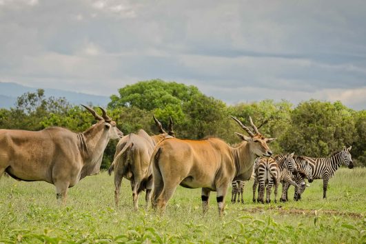 12 Days Kenya and Tanzania Safaris