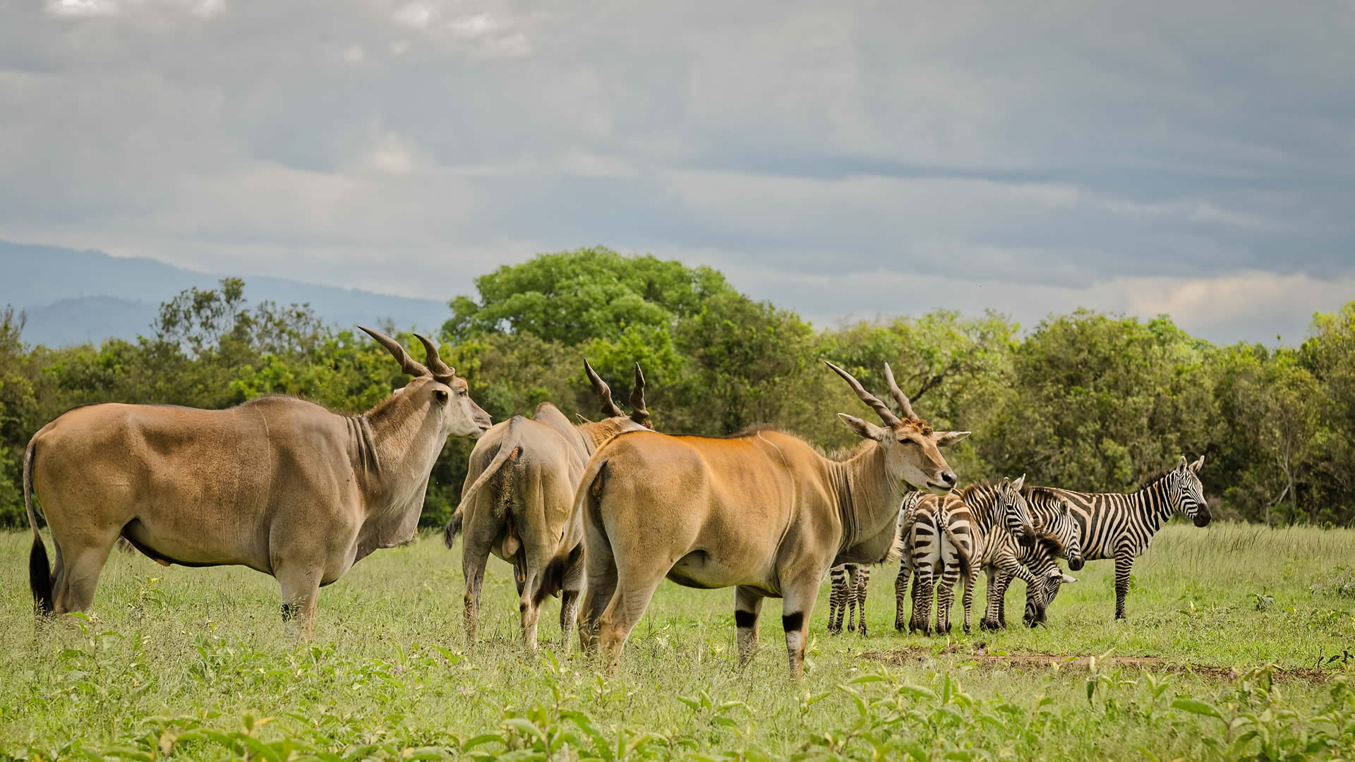 12 Days Kenya and Tanzania Safaris