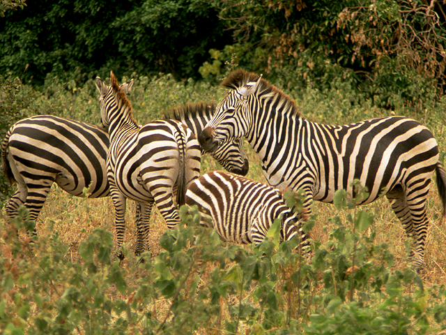 aberdares national park