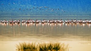 lake nakuru