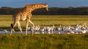 Lake Nakuru