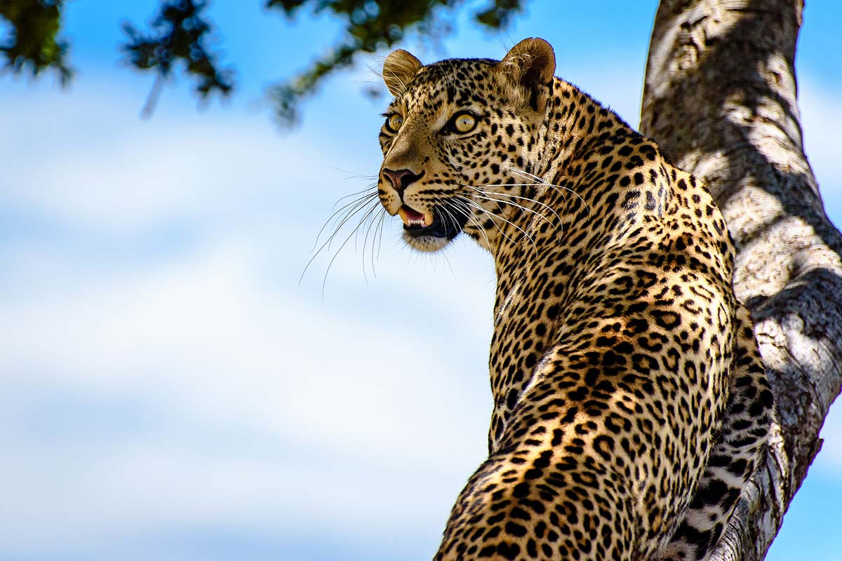 masai mara safaris