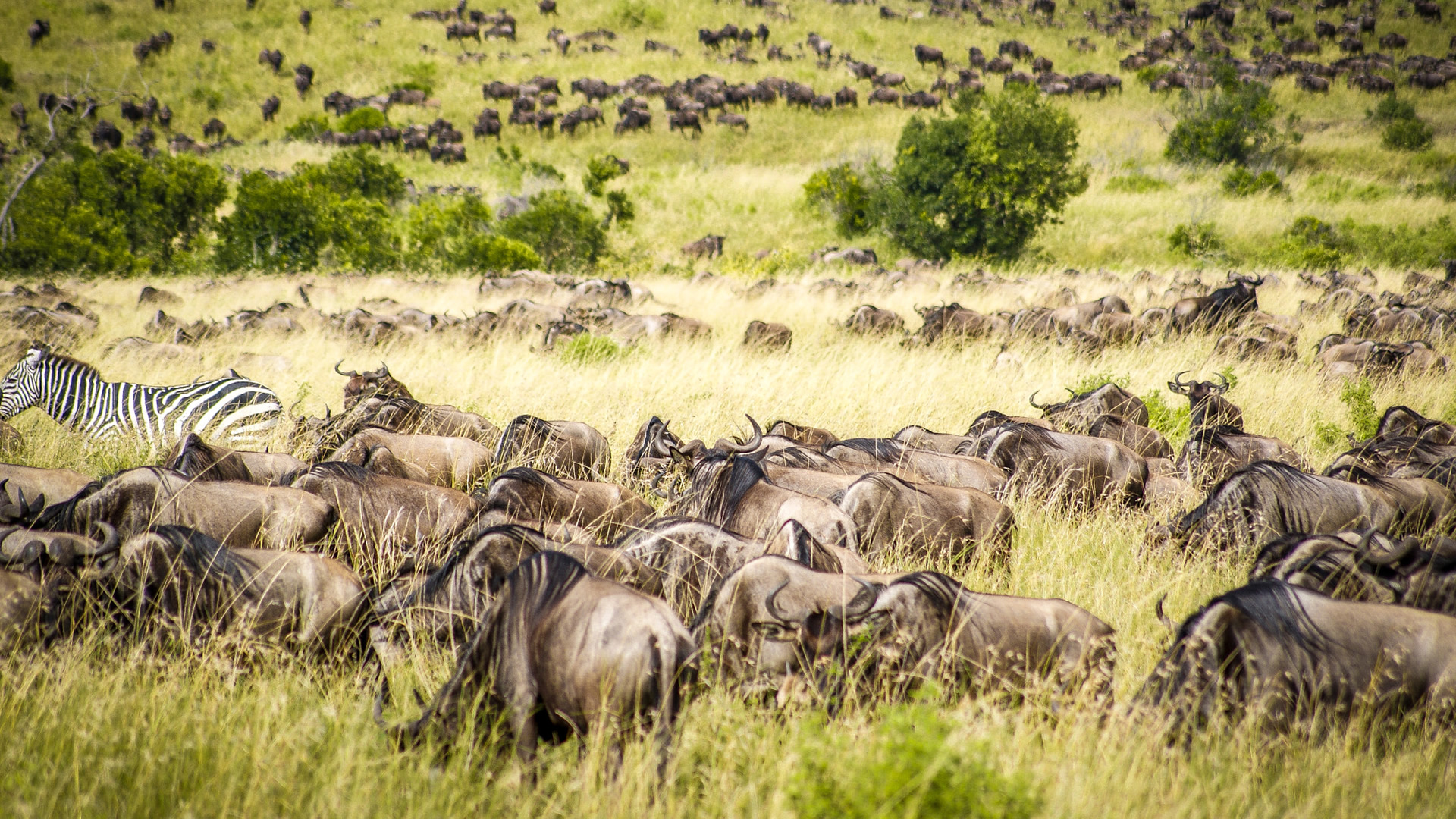 african safari tours masai mara