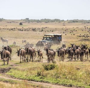 Masai Mara