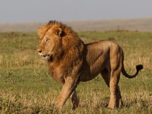 Serengeti national Park